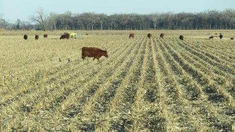 Novas fontes de crédito são a busca do setor Agropecuário