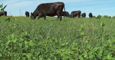 China voltará a comprar carne bovina brasileira