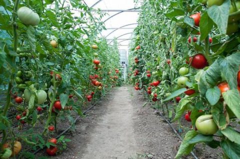 Previsão de crescimento no Valor Bruto da Produção Agropecuária