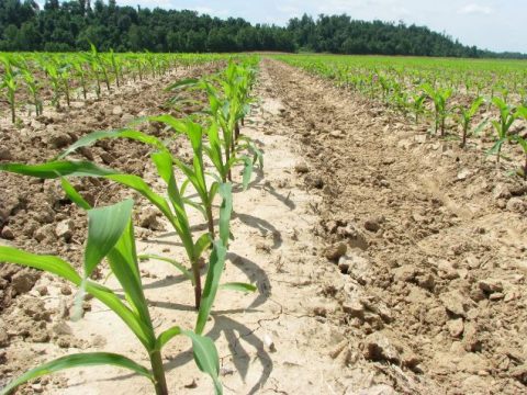 Autorizado crédito rural de R$ 222,74 bi