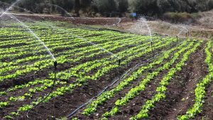 Crédito rural: veja seis novidades