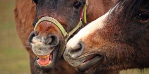 Dez coisas que seu cavalo diria a você se pudesse conversar