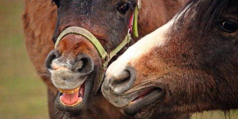 Dez coisas que seu cavalo diria a você se pudesse conversar