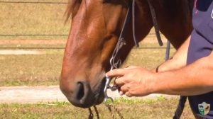 A regulagem da embocadura