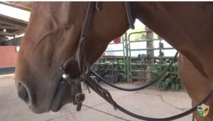 TV UC – Cavalo de língua cortada