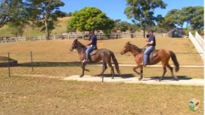 Observe os ombros do cavaleiro durante a marcha