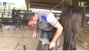 Na Ponta dos Cascos: o ferrador e a similaridade entre modalidades