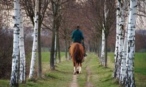 Três razões por que montar faz bem para sua mente