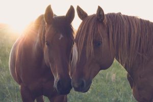 Sete razões para você ser proprietário de um cavalo