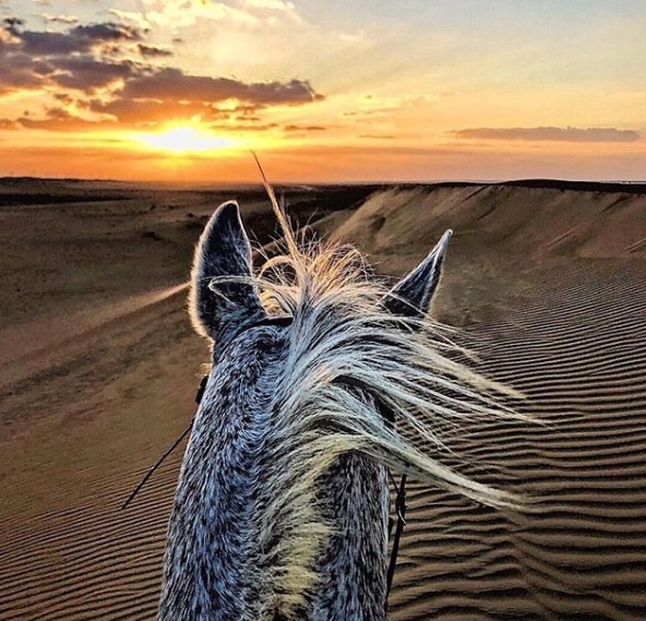 Orelhas Do Cavalo Na Frente De Uma Montanha Em Uma Tarde Do Por Do Sol  Imagem de Stock - Imagem de montanhas, elegante: 117089471