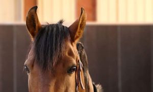 A visão entre as orelhas do seu cavalo
