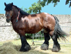 Ardennes horse é uma raça antiga e muito usada para trabalhos pesados