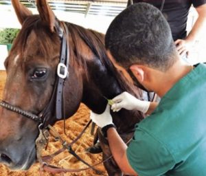 Avaliação do perfil metabólico de equinos atletas