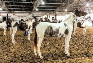 Expo Brasileira do Cavalo Mangalarga registra recorde de inscrições