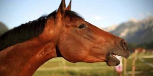 Cavalos possuem comunicação vocal limitada, mas ela existe