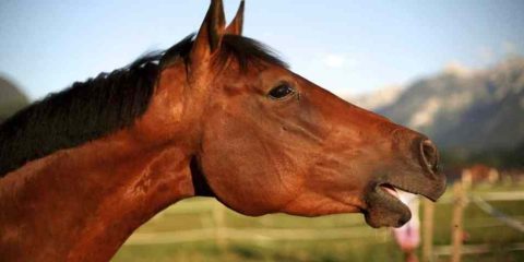 Cavalos possuem comunicação vocal limitada, mas ela existe