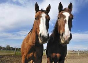 Cavalos possuem comunicação vocal limitada, mas ela existe – parte 2