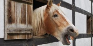 Cavalos possuem comunicação vocal limitada, mas ela existe – parte 3