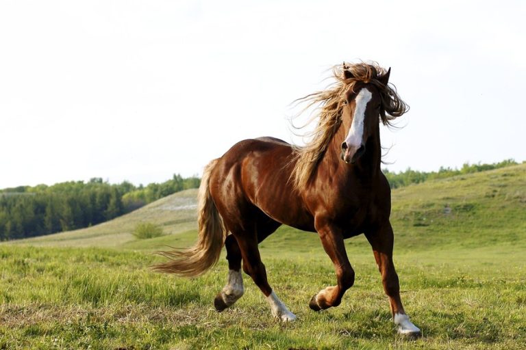 Curso de Manejo de equinos será oferecido por Senar/RS
