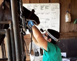 De olho nos dentes dos equinos