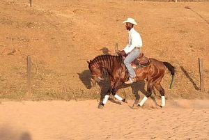 Evoluir de forma correta no treinamento do cavalo de Rédeas