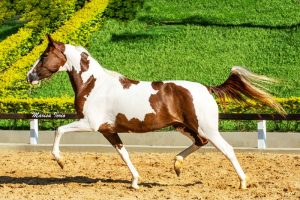 Mangalarga de pelagem Pampa, destaque do Haras Lagoinha