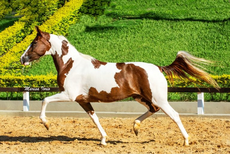 Mangalarga de pelagem Pampa, destaque do Haras Lagoinha
