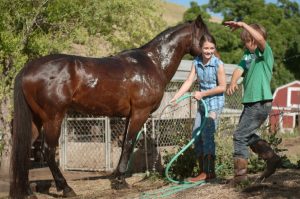 Harley’s Hill – Meu Amigo Harley