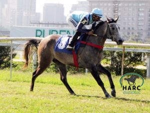 Prêmio Heranças do Deserto, corrida de cavalos da raça Árabe supera expectativas de criadores
