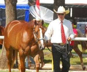 Marco Reis, de treinador a empresário do ramo de acessórios para cavalos