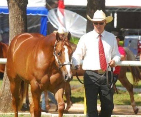 Marco Reis, de treinador a empresário do ramo de acessórios para cavalos