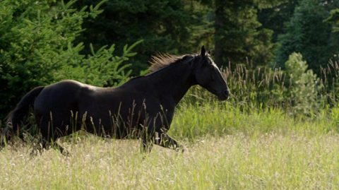 Midnight Stallion