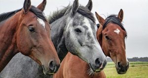 Treinar cavalos para quem não quer competir vale a pena?