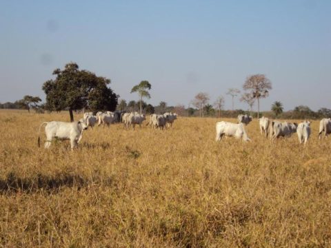 Gargalo da pecuária durante o período crítico de seca