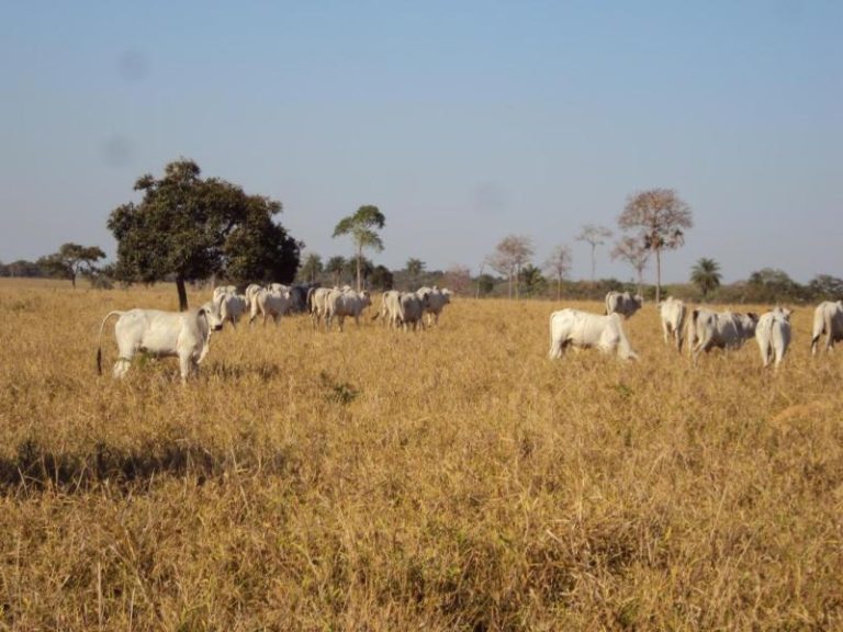 Gargalo da pecuária durante o período crítico de seca