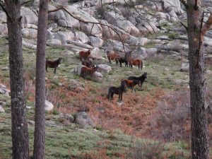 Cavalgada com Garranos no Parque Nacional Peneda Geres