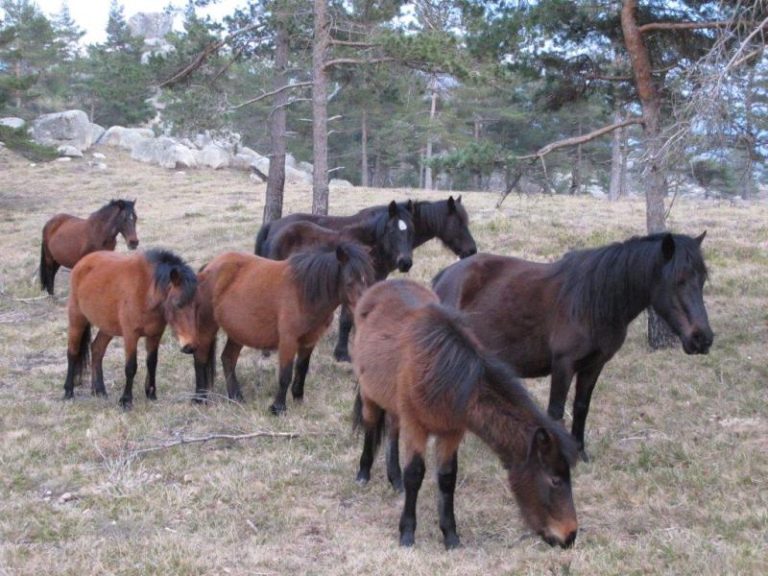 Garrano, uma das raças de cavalo mais antigas do mundo