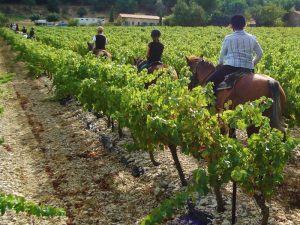 Rota do Vinho na Provença