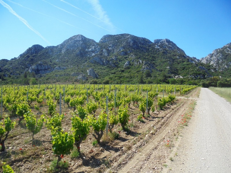 Rota do Vinho na Provença