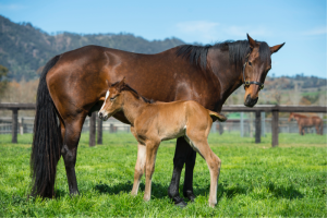 É possível aumentar o índice de fertilidade de suas éguas?