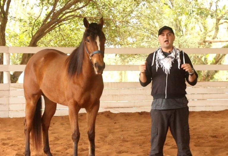 Bem-estar e o esporte equestre de competição