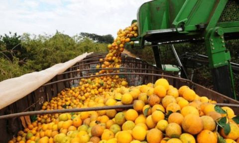Quais setores do agronegócio serão impactados pelo acordo com a UE