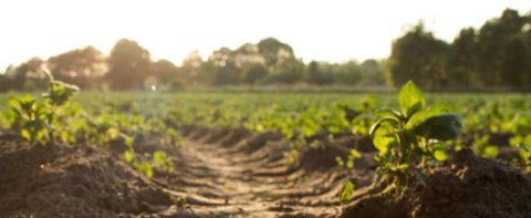 PIB do agronegócio sobe em março, mas resultado no 1º trimestre é negativo