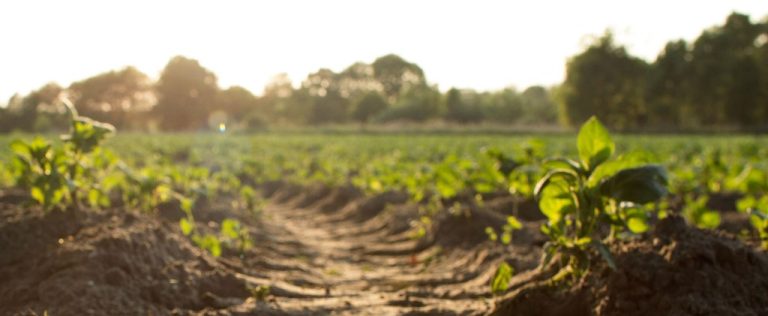 PIB do agronegócio sobe em março, mas resultado no 1º trimestre é negativo