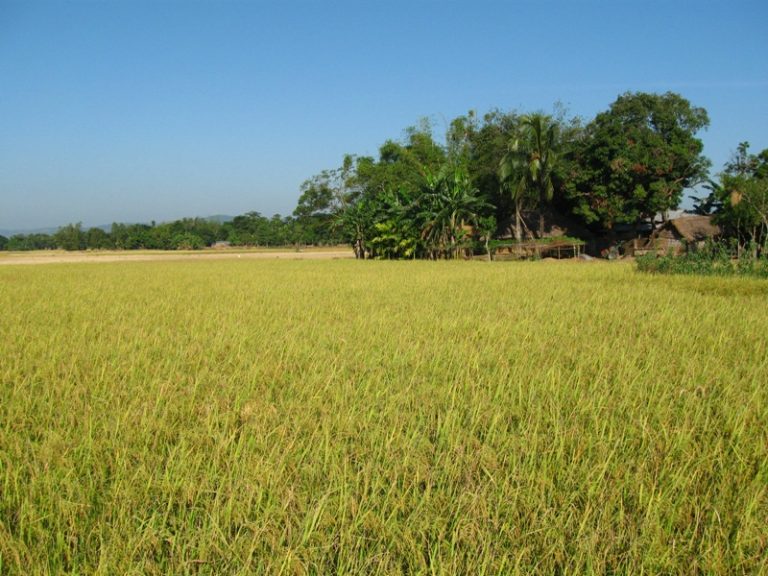 Agropecuária é um dos setores mais beneficiados no acordo Mercosul-União Europeia