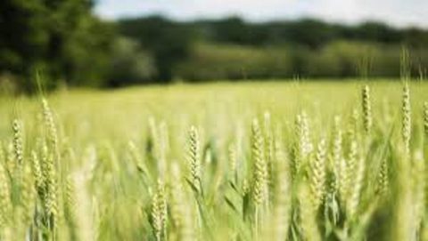 Bancada Agro sobressai com mais de 50% dos votos