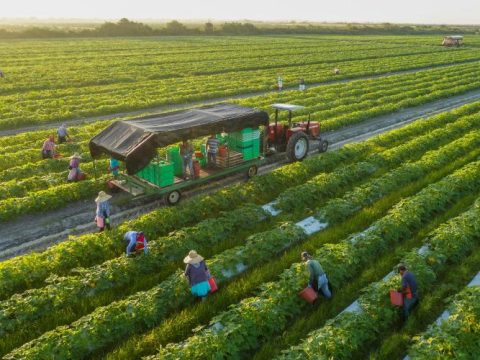 Vendas externas do agro em junho somam US$ 8,34 bi