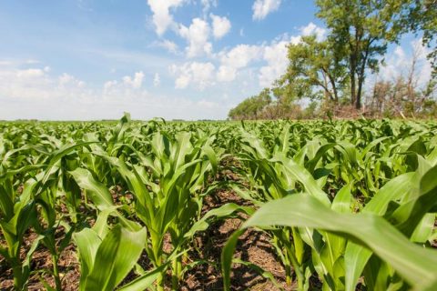 Valor da Produção Agropecuária é estimado em R$ 602,8 bilhões em 2019