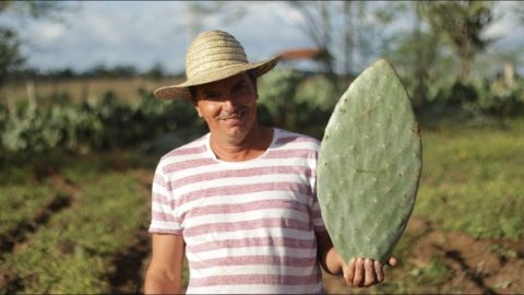 Projeto no sertão concilia produção rural com a seca
