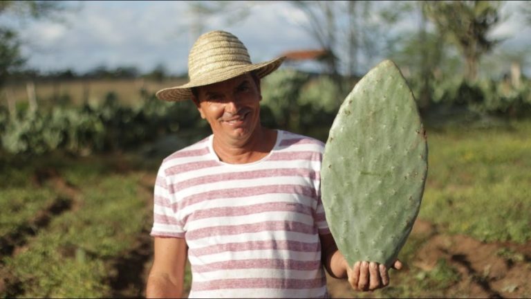 Projeto no sertão concilia produção rural com a seca